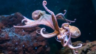 Don’t Look Now, But Octopuses Are Taking Over The Ocean