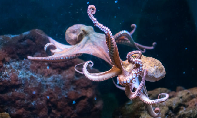 The Octopus Population Is Booming, Thanks To Humans, Probably