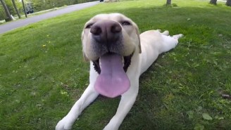 This Video About The Life Of A Dog Named Stella Is Maximum Strength Adorable