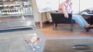 A Seagull Robs A Café While A Stunned Customer Just Lets It Happen