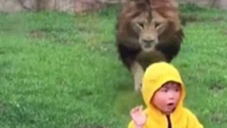 A Small Child Has Zoo Glass To Thank For Putting The Brakes On A Speeding Lion