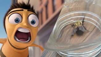 A Captured Bee Was Forced To Watch ‘Bee Movie’ Against Its Will