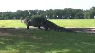 A New Video Of That Gigantic Golf Course Gator Has Surfaced, And It’s Still Terrifying