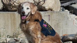 Bretagne, The Last Known 9/11 Service Dog, Has Passed Away At 16