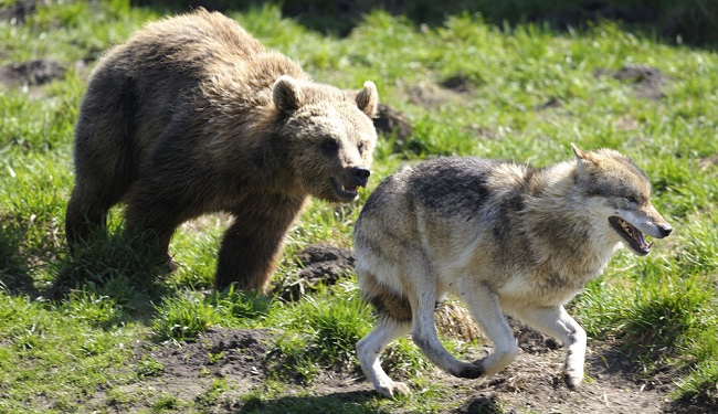 canadian woman story wolf bear