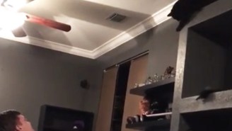 This Cat Definitely Did Not Have A Plan When It Climbed Up To The Top Of The Shelf