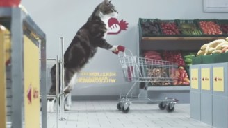 Felines Be Shoppin’ In This Amazing Internet Cat Video-Themed German Grocery Store Commercial