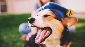 This Corgi Just Graduated From UCLA Without Crippling Debt