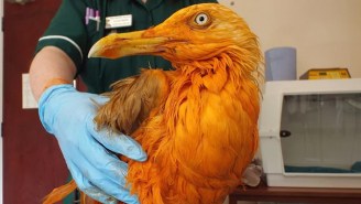 A Seagull Fell Into A Vat Of Chicken Tikka Masala And The Vet Couldn’t Get Over How Great He Smelled