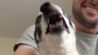 Please Enjoy The Most Ridiculous Dog Sneeze In The History Of Dog Sneezes