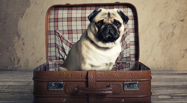 Dog-Suitcase