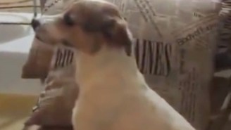 This Dog Watching ‘The Conjuring 2’ Hates Scary Movies As Much As You Do