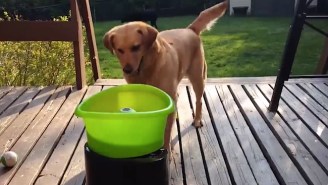 No One Has Ever Had As Much Fun As This Dog Playing With An Automatic ‘Fetch’ Machine