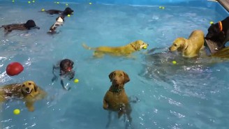 This Non-Swimming Dog At The Puppy Pool Party Is Alarmingly Relatable