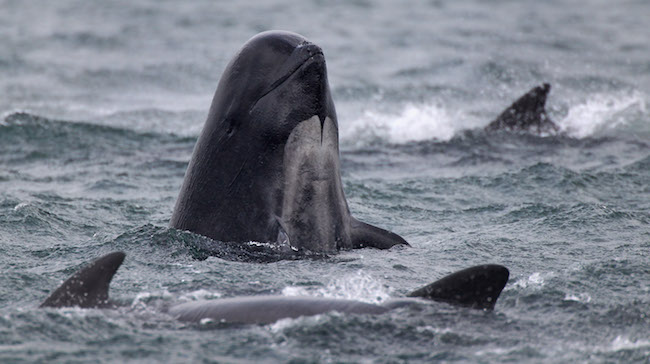 pilot whale