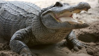 Horror Strikes A Disney Resort As An Alligator Drags A Two-Year Old Into A Lagoon