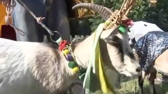 Goat Beauty Pageants Are A Thing And They’re Spectacular