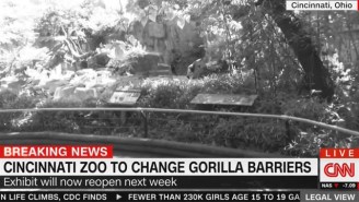 The Cincinnati Zoo Reveals Its Modified Gorilla World Barrier After Harambe’s Death