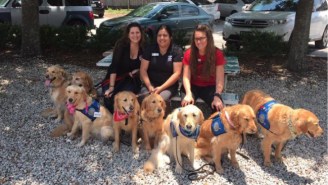 Comfort Dogs Have Arrived From Across The Country To Help The Orlando Victims Heal