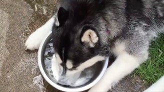 This Dog Blowing Bubbles In Her Water Bowl Is Something You Absolutely Need To See Today
