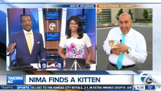 Watch This Kitten Adorably Crash A TV Reporter’s Live Report