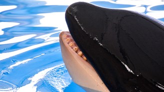 A SeaWorld-Owned Orca May Have Tried To Kill Itself In An Enclosure