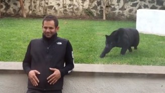 Watch This Panther Sneak Up And Pounce On This Unsuspecting Human
