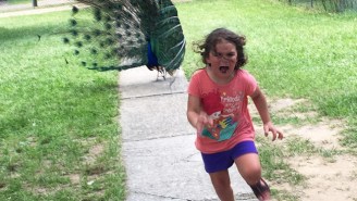 This Little Girl Being Chased By A Peacock Is The Internet’s Most Terrified Meme