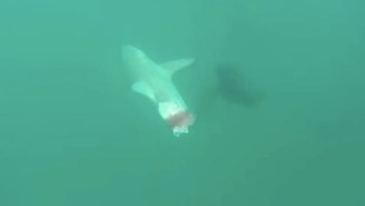 Watch As This Four Foot Long Shark Gets Ripped Clear In Half By Another Shark