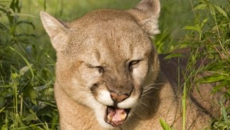 A Colorado Mother Turns Superheroic To Save Her Son From A Mountain Lion