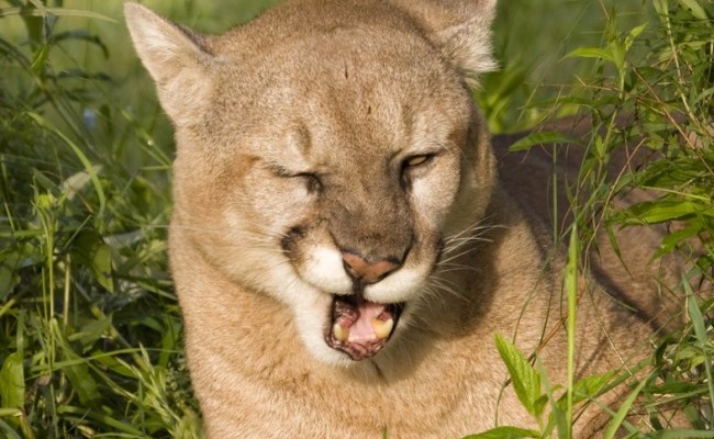 mountain lion for social media