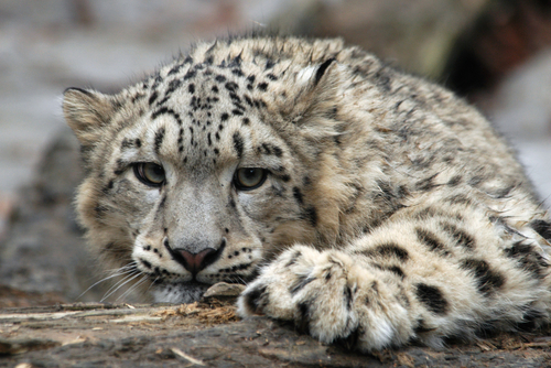 Snow leopard (Panthera uncia) standing regally on a snowy hillside Snow leopard,