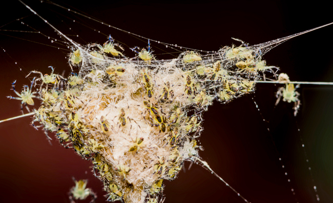 spider-nest