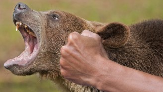 A Canadian Man Got Into A Fistfight With A Bear And Won