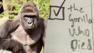 Australian Voters Show Their Frustration By Casting Their Support Behind Harambe The Gorilla