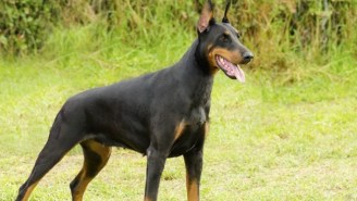 This Brave Dog Died While Saving His Family From Four Cobras