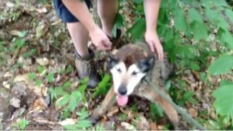 Watch The Harrowing Rescue Of A 17-Year-Old Dog From Deep In The Woods Of New Hampshire