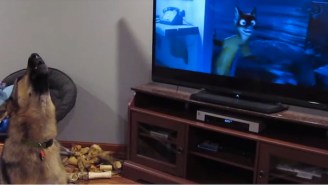 This German Shepherd Is Clearly A Big ‘Zootopia’ Fan