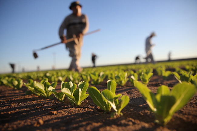 Migrant Workers Farm Crops In Southern CA