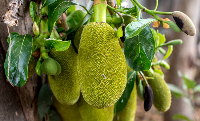 Jackfruit featured