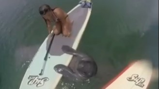 This Baby Manatee Just Wants To Learn How To Paddleboard, You Guys