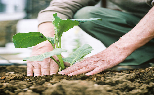 Man planting seedling