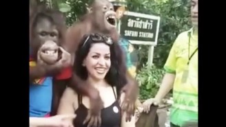 Watch This Sneaky Orangutan Cop A Feel Off A Woman Posing For Pictures
