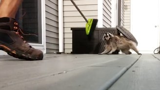 This Broom-Wielding Guy Will Teach You To Never Mess With A Momma Raccoon Protecting Her Babies