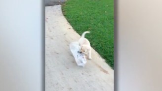 Your Heart Will Melt Watching This Adorable Puppy Try To Fetch The Sunday Paper