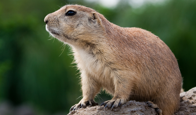 do prairie dogs come out in the rain