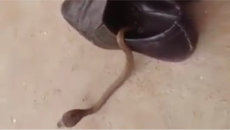 There’s An Adorably Terrifying Cobra Hiding In This Guy’s Shoe