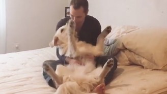 This Is The Most Trusting Dog In The World, And He’ll Do Trust Falls To Prove It