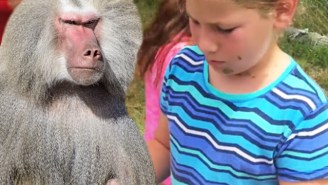 An Angry Baboon Threw Poo Over An Entire Family