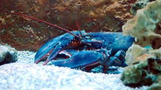 Apparently Blue Lobsters Exist, Because Someone Just Caught One